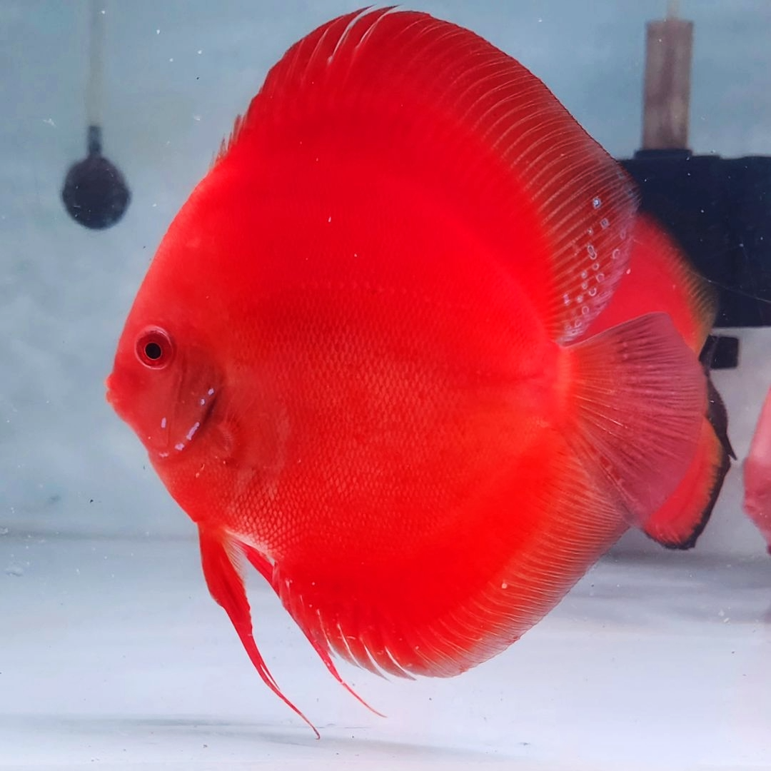 Full Red Albino Discus Fish