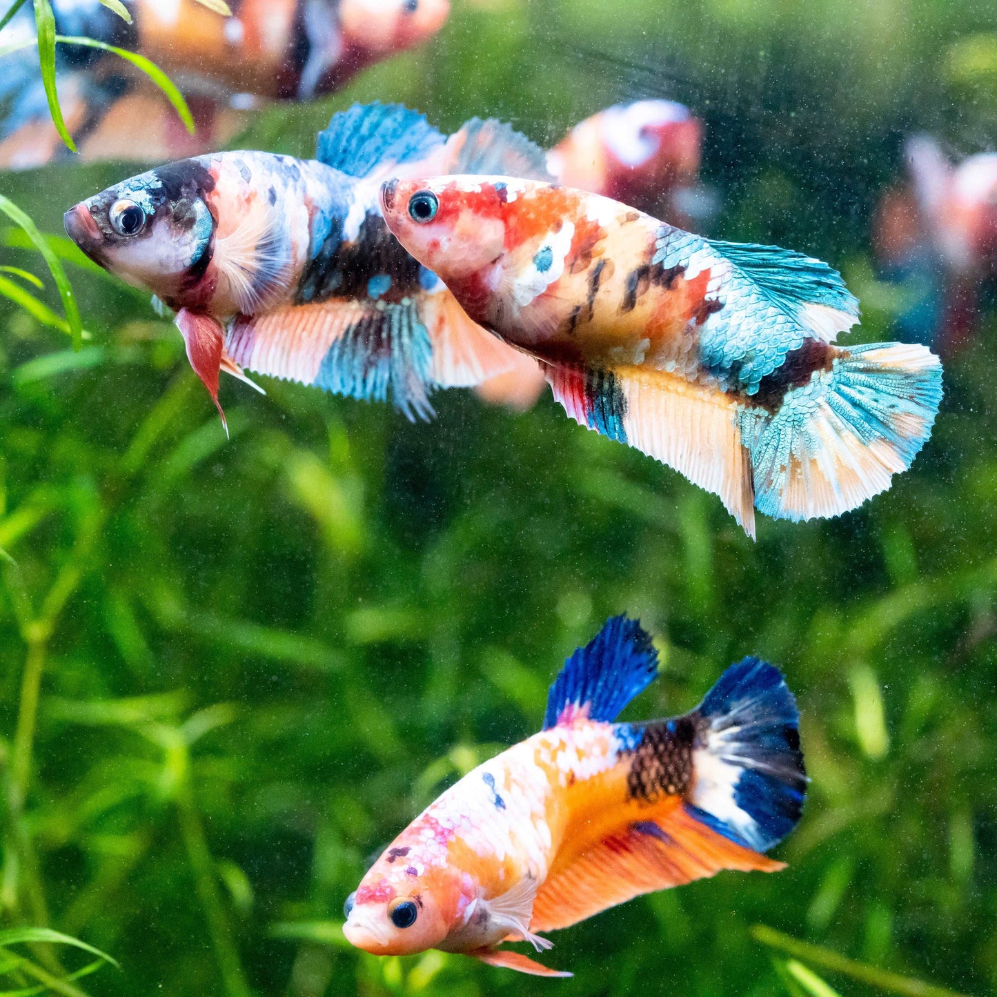 Koi Nemo Candy Full Scale Female Betta Fish