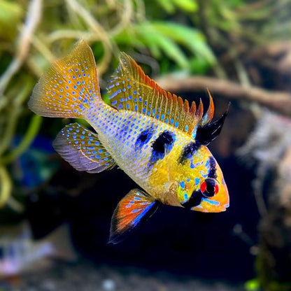 German Blue Ram Cichlid