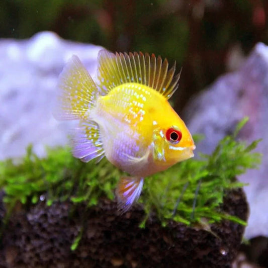 German Gold Balloon Ram Cichlid