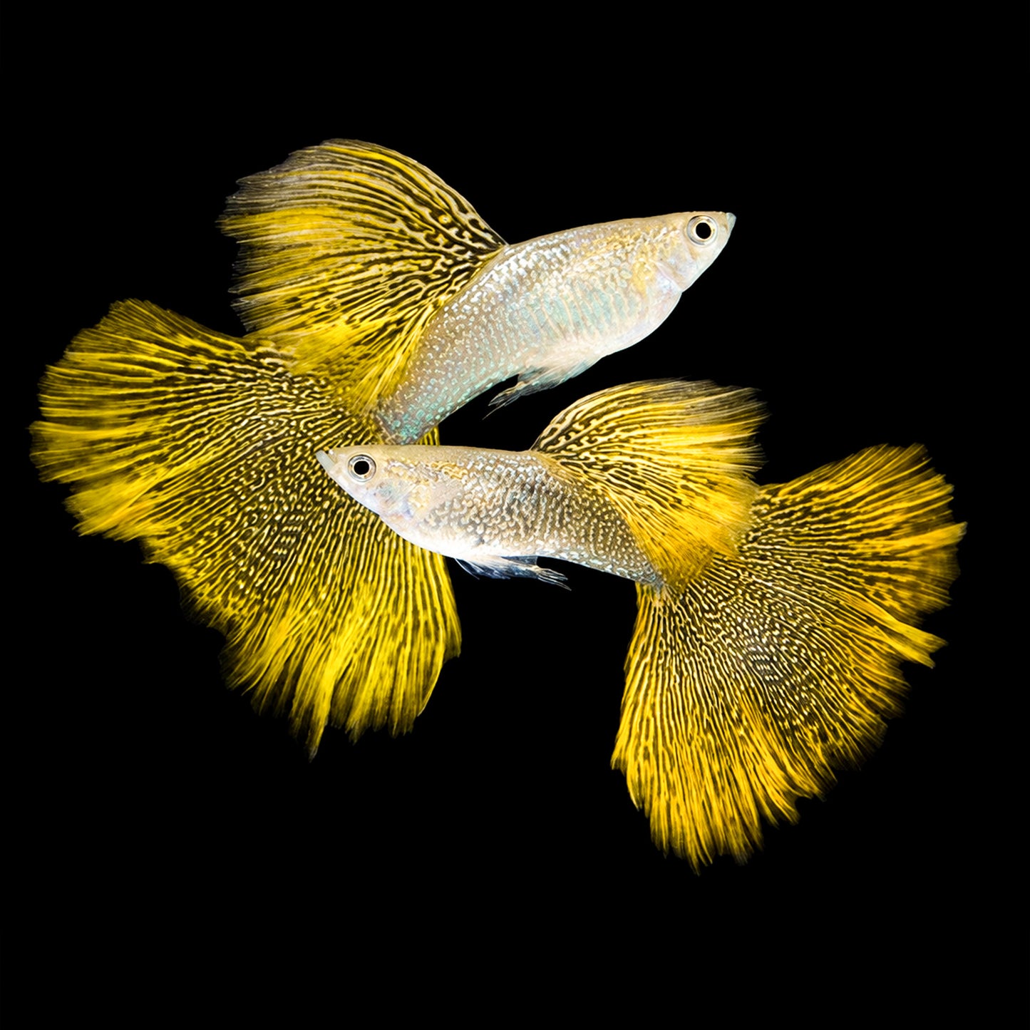 Gold Lace Snakeskin Guppy Fish
