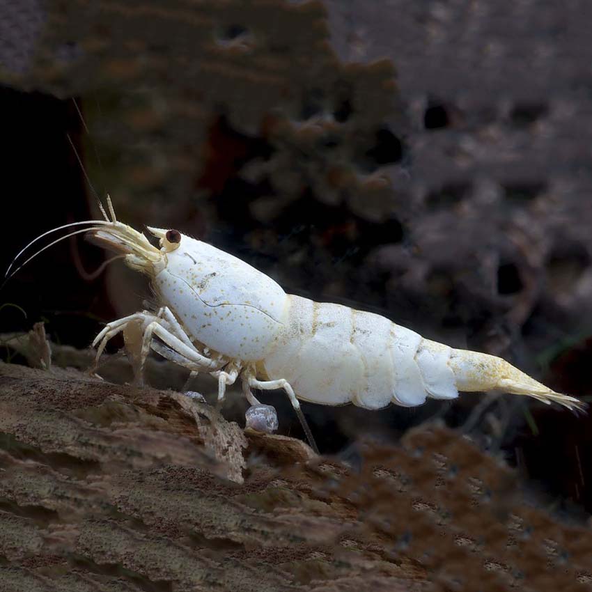 Golden Bee Snow White Caridina Shrimp