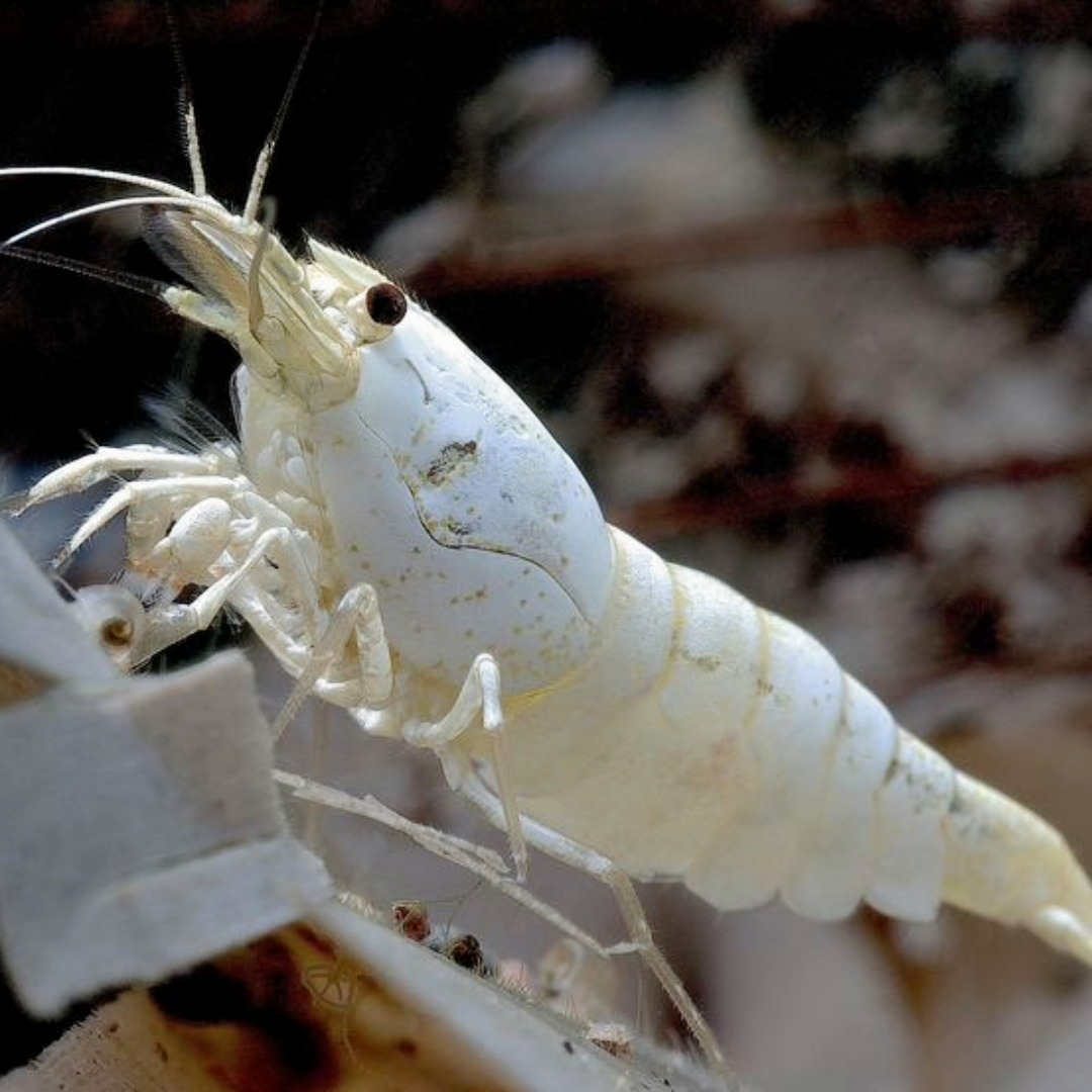 Golden Bee Snow White Caridina Shrimp