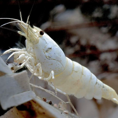 Golden Bee Snow White Caridina Shrimp