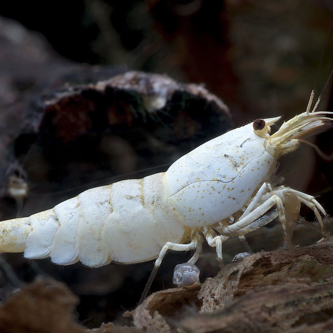 Golden Bee Snow White Caridina Shrimp