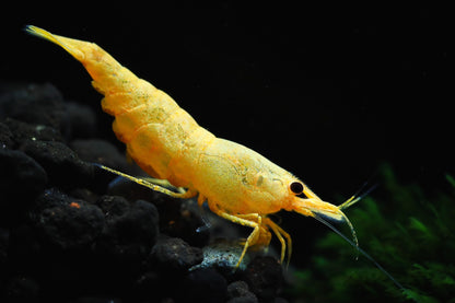 Golden Neocaridina Shrimp