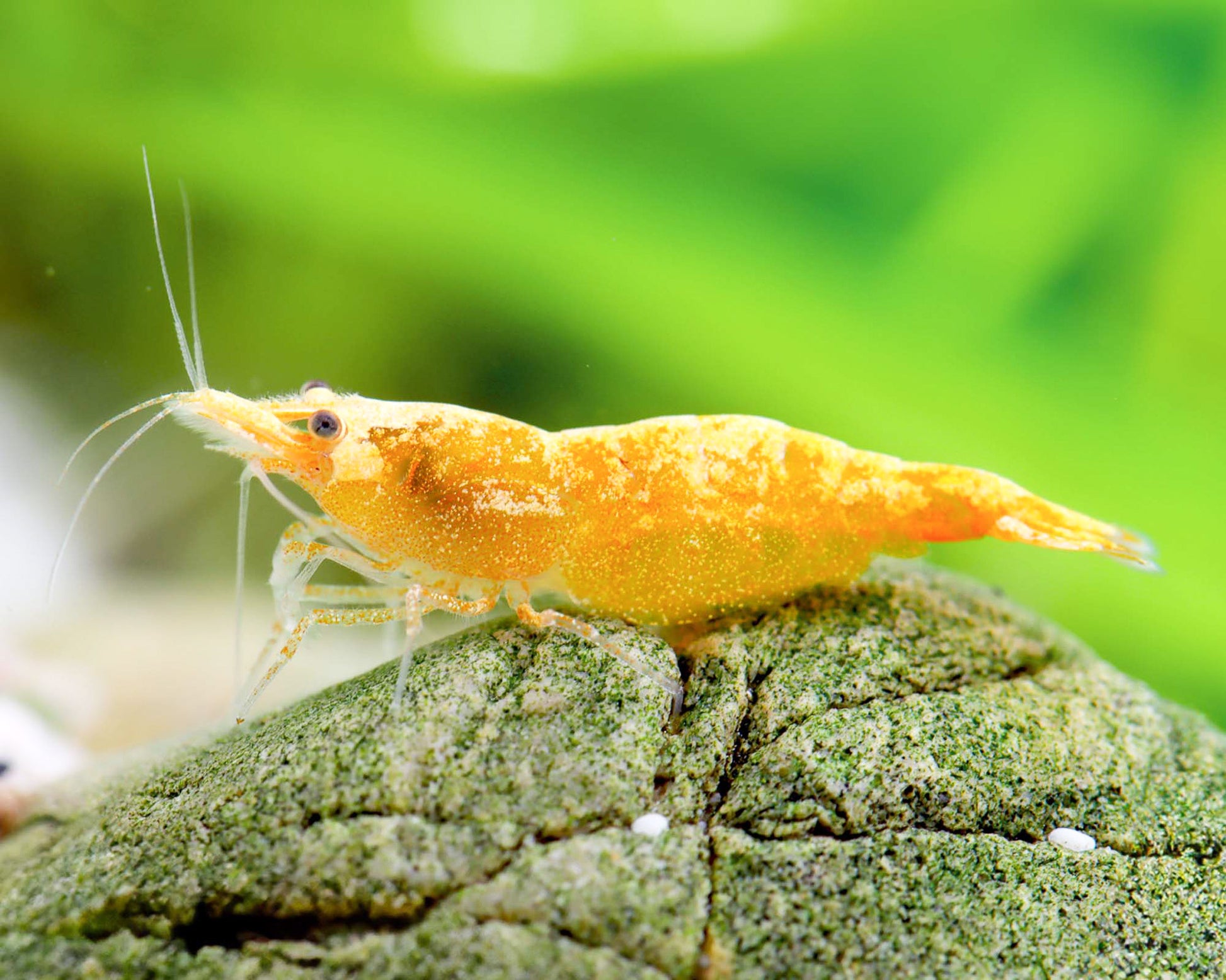 Golden Stardust Neocaridina Shrimp