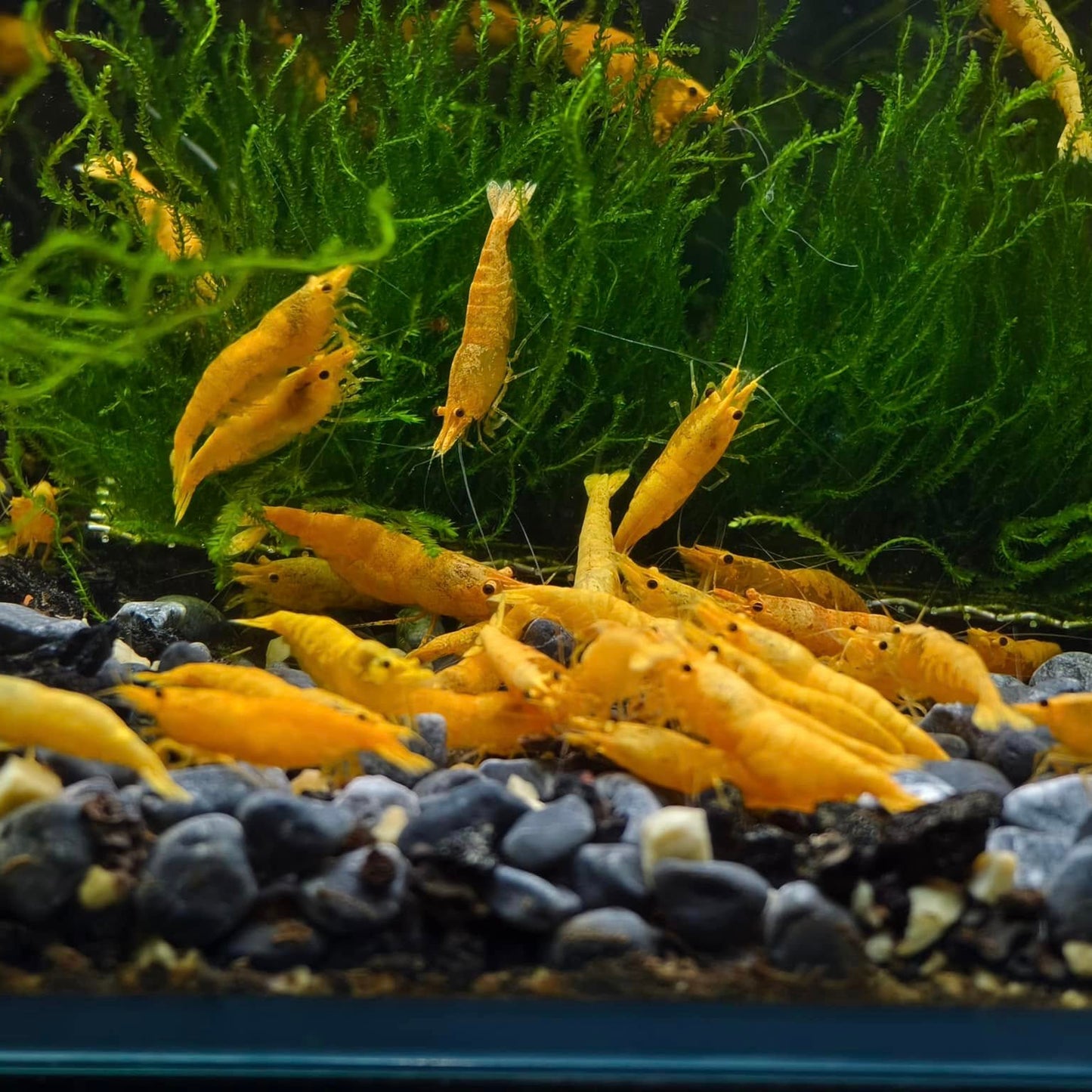 Golden Neocaridina Shrimp