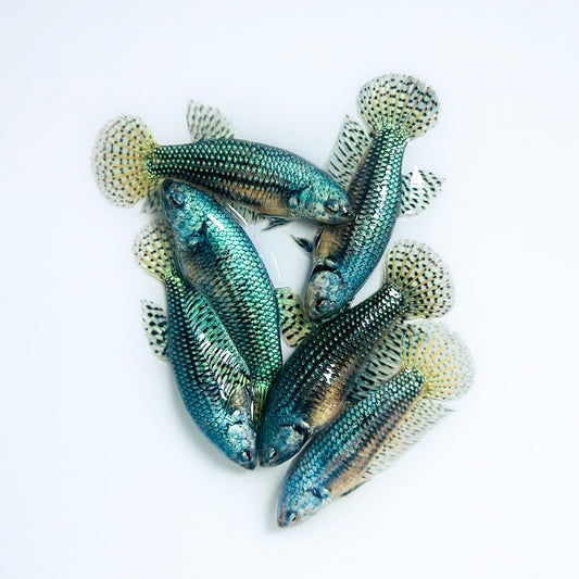 Wild Gray Alien Female Betta Fish | Exotic Wild Type