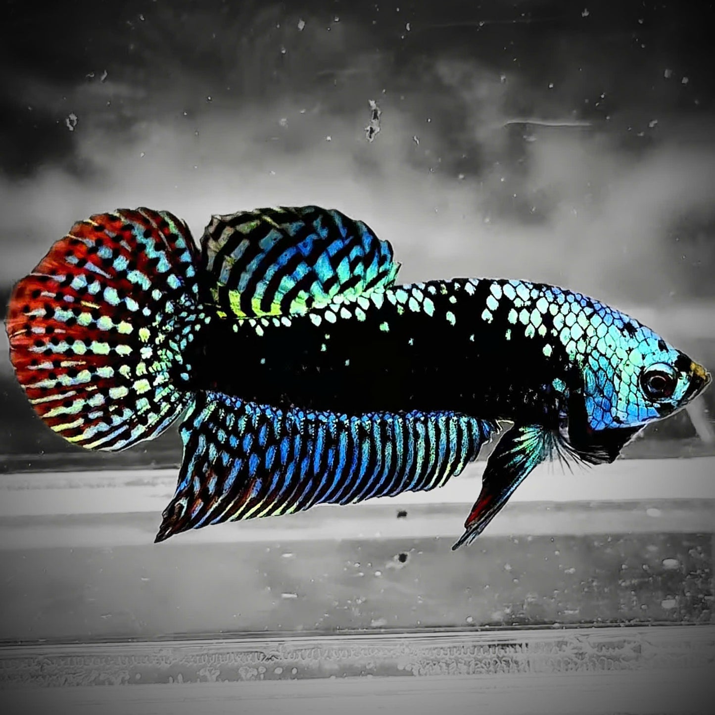 Gray Samurai Alien Wild Male Betta Fish