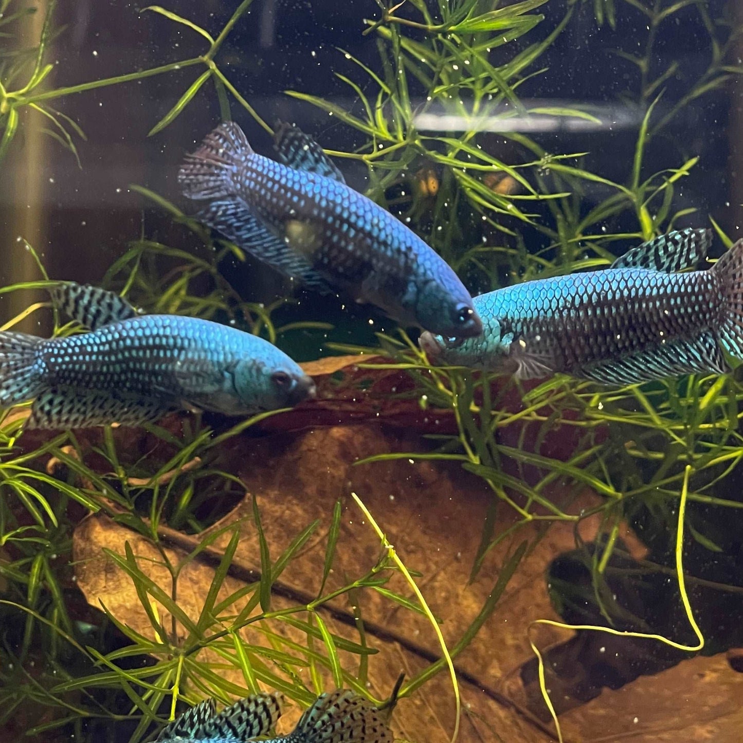 Green Alien Female Betta Fish