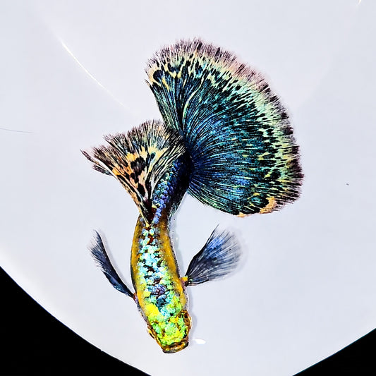 Green Dragon Guppy Fish