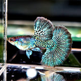 Green Dragon Snakeskin Guppy Fish
