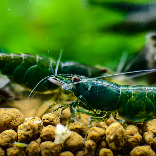 Green Jade Neocaridina Shrimp