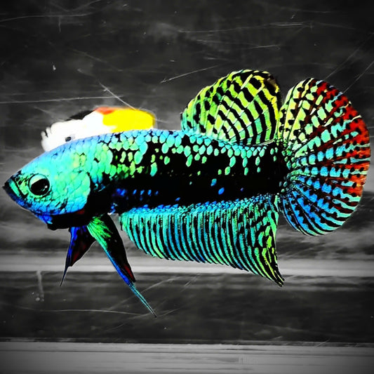 Green Samurai Alien Wild Male Betta Fish | Grower Pick