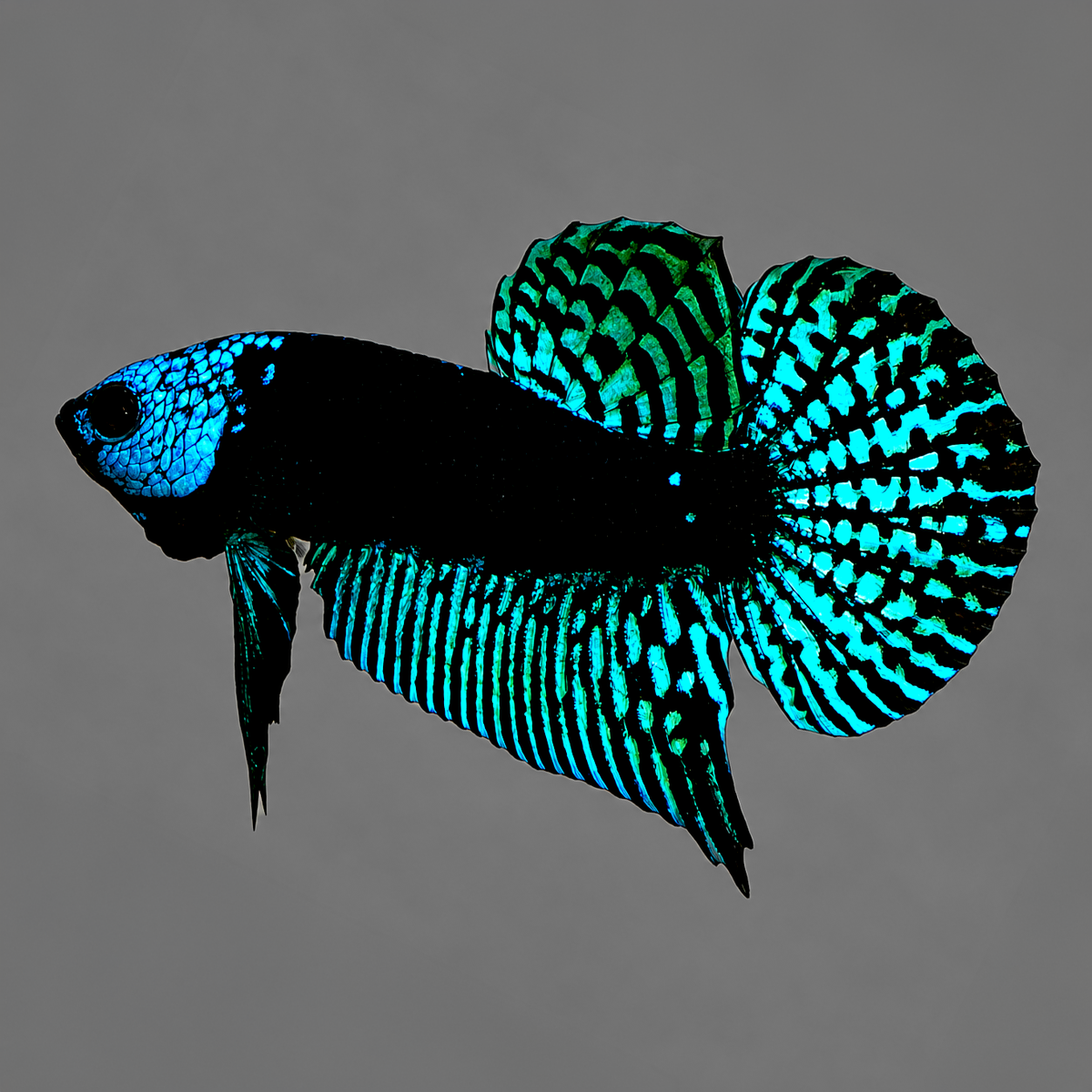 Green Samurai Alien Wild Male Betta Fish