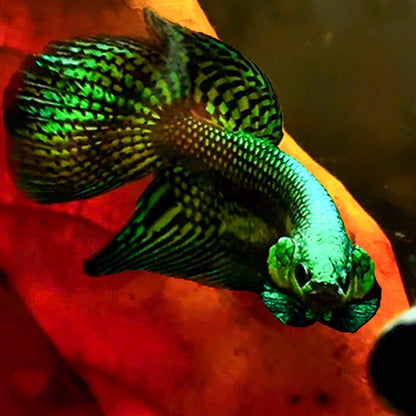 Green Spade Tail Wild Betta Splendens Male