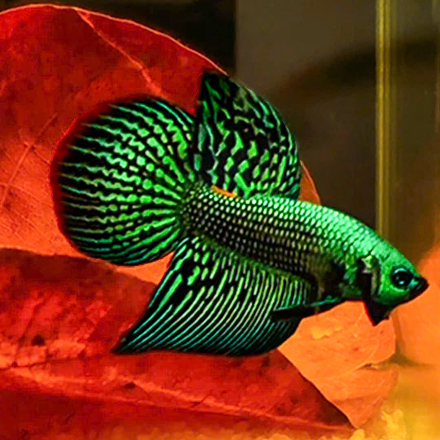 Green Spade Tail Wild Betta Splendens Male