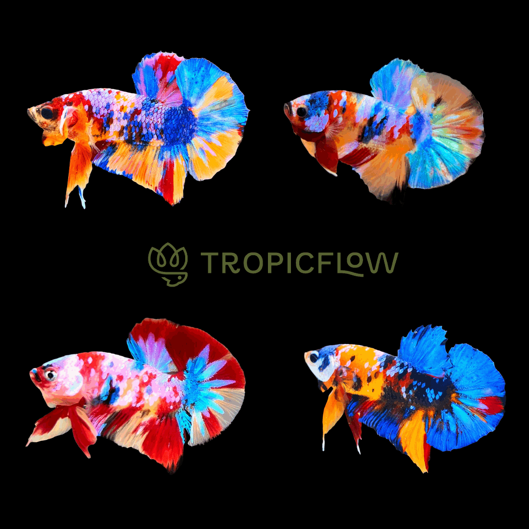 Multicolor Plakat Male Betta Fish High Grade | Buy 4 Get 1 Free | Mystery Betta