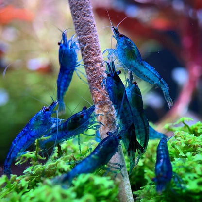 Blue Dream Neocaridina Shrimp