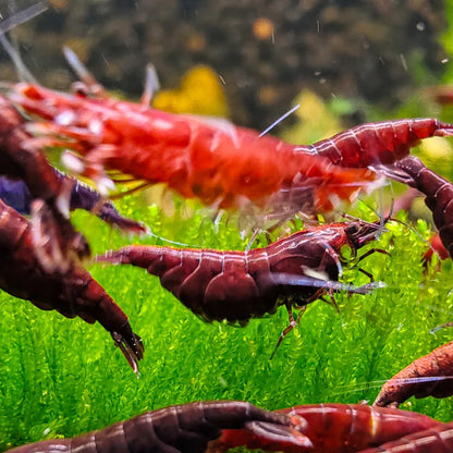 Dark Bloody Mary Neocaridina Freshwater Shrimp