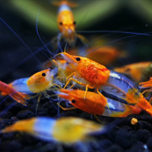 Orange Rili Neocaridina Shrimp