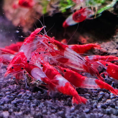 Red Rili Neocaridina Shrimp