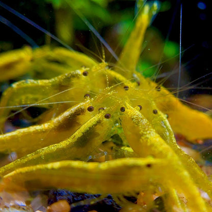 Yellow Golden Back Shrimp