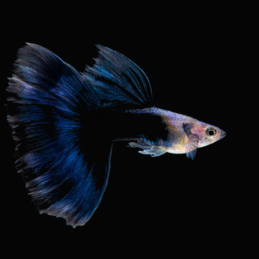 Half Black Blue Guppy Fish