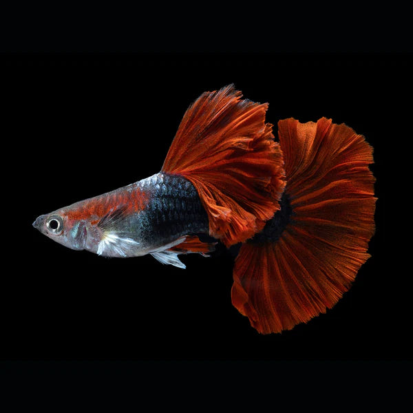 Half Black Red Rose Guppy