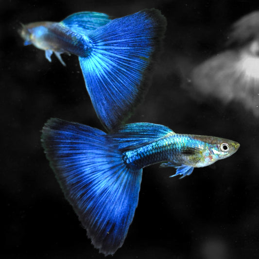 Half Black Blue Guppy Fish
