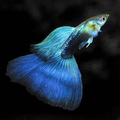 Half Black Blue Guppy Fish