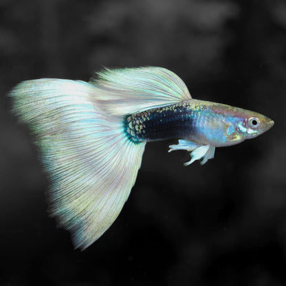 Half Black White Guppy Fish