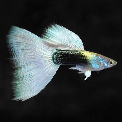 Half Black White Guppy Fish