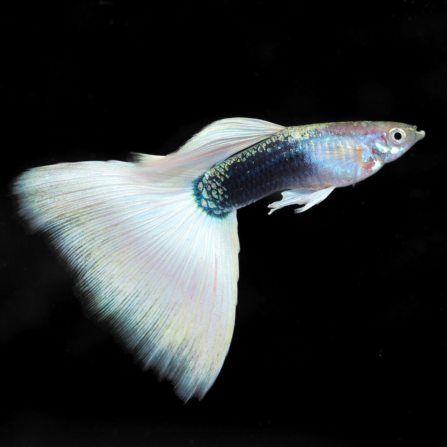 Half Black White Guppy Fish