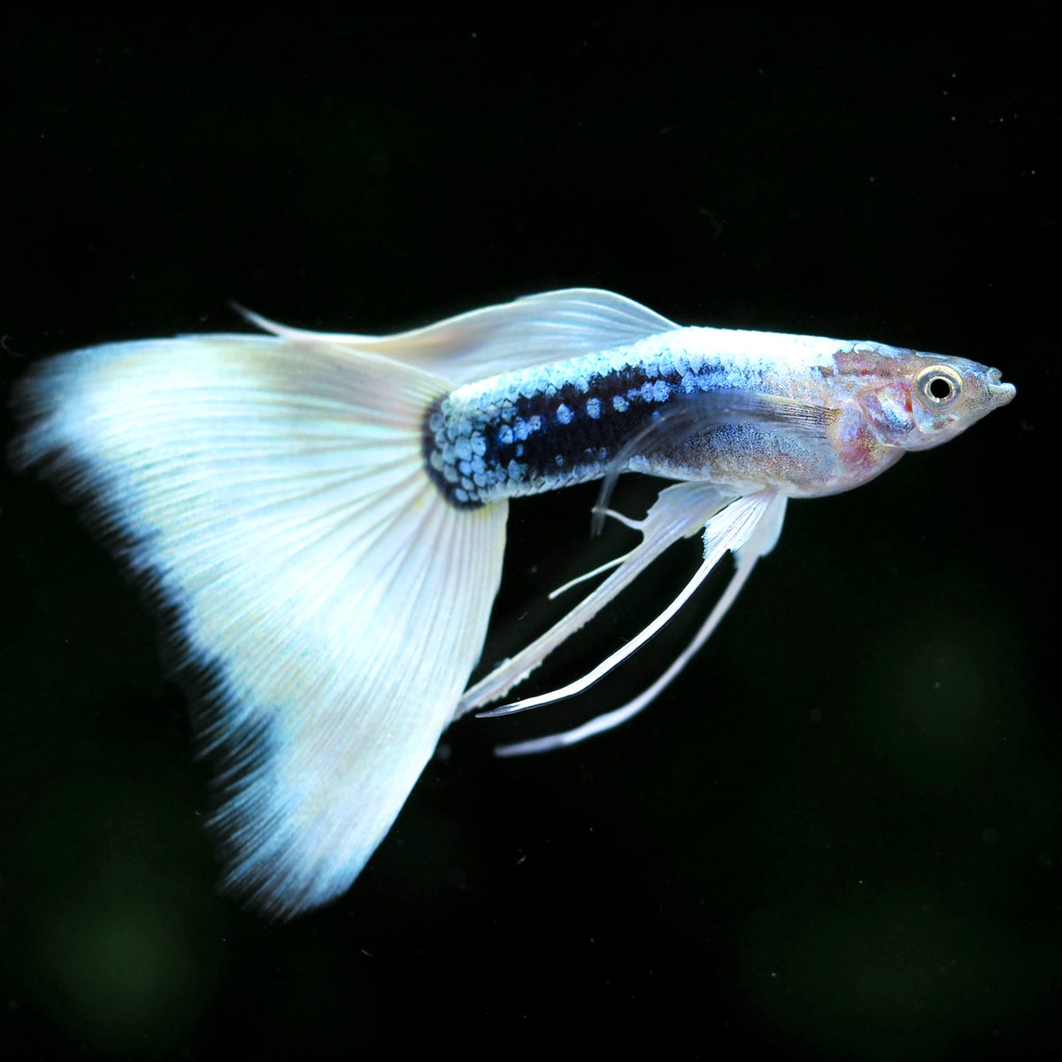 Half Black White Ribbon Guppy Fish