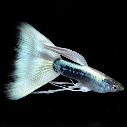 Half Black White Ribbon Guppy Fish