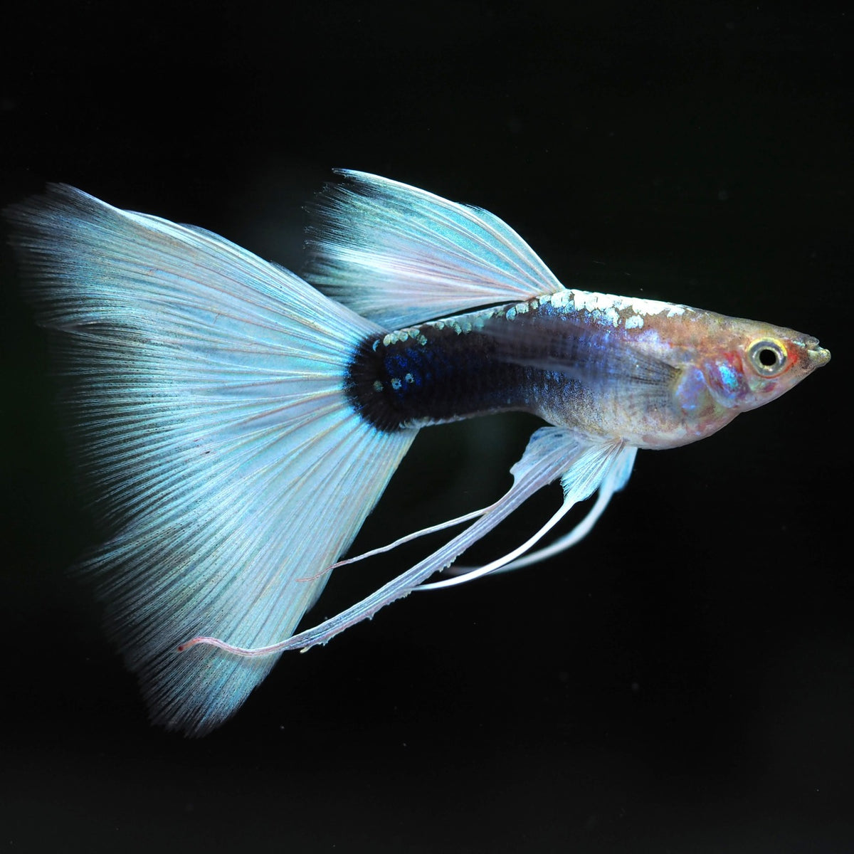 Half Black White Ribbon Guppy Fish