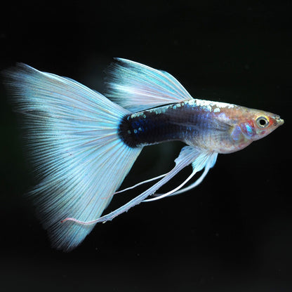 Half Black White Ribbon Guppy Fish