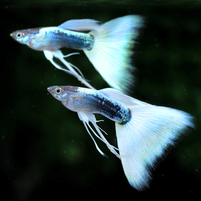 Half Black White Ribbon Guppy Fish