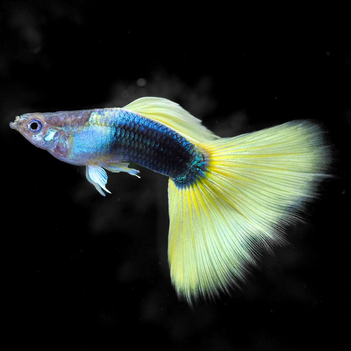 Half Black Yellow Guppy Fish