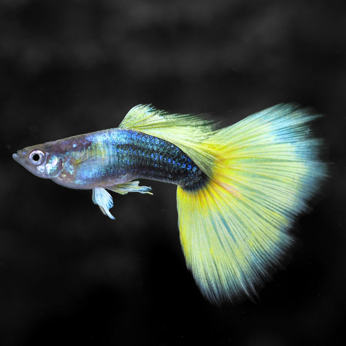 Half Black Yellow Guppy Fish