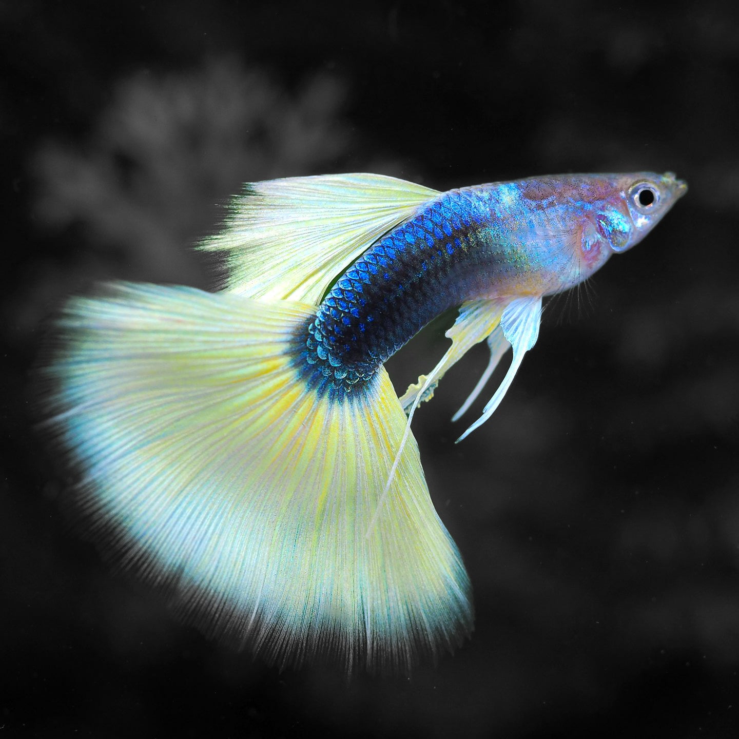 Half Black Yellow Guppy Fish