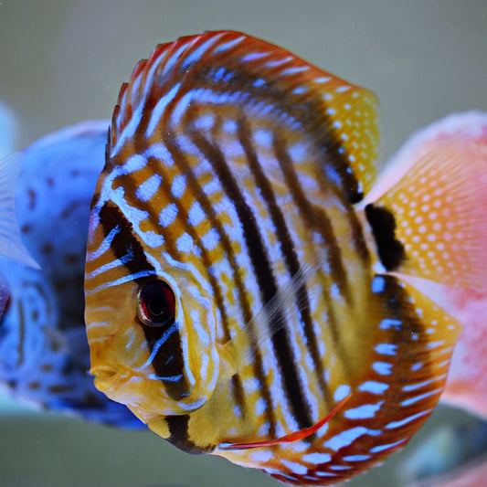 Royal Heckel Cross Discus Fish