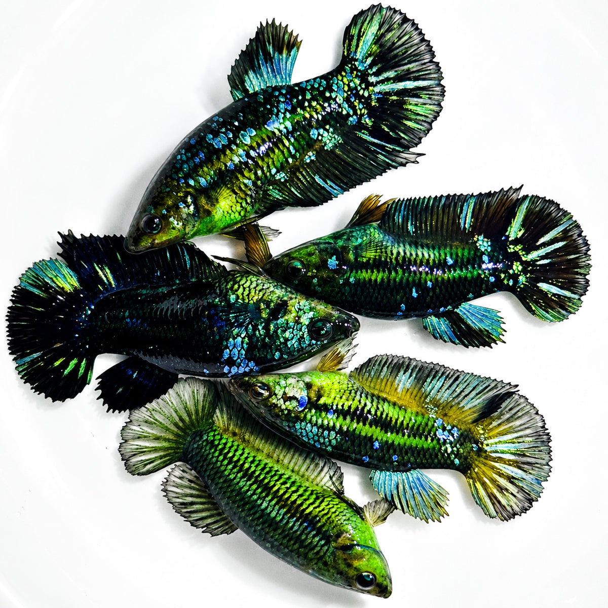 Hulk Galaxy Plakat Female Betta Fish with vibrant galaxy-inspired coloration, shimmering scales, and short plakat fins. Copy