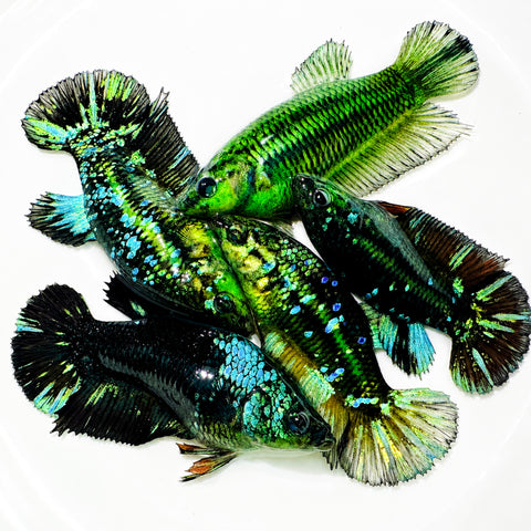 Hulk Galaxy Plakat Female Betta Fish