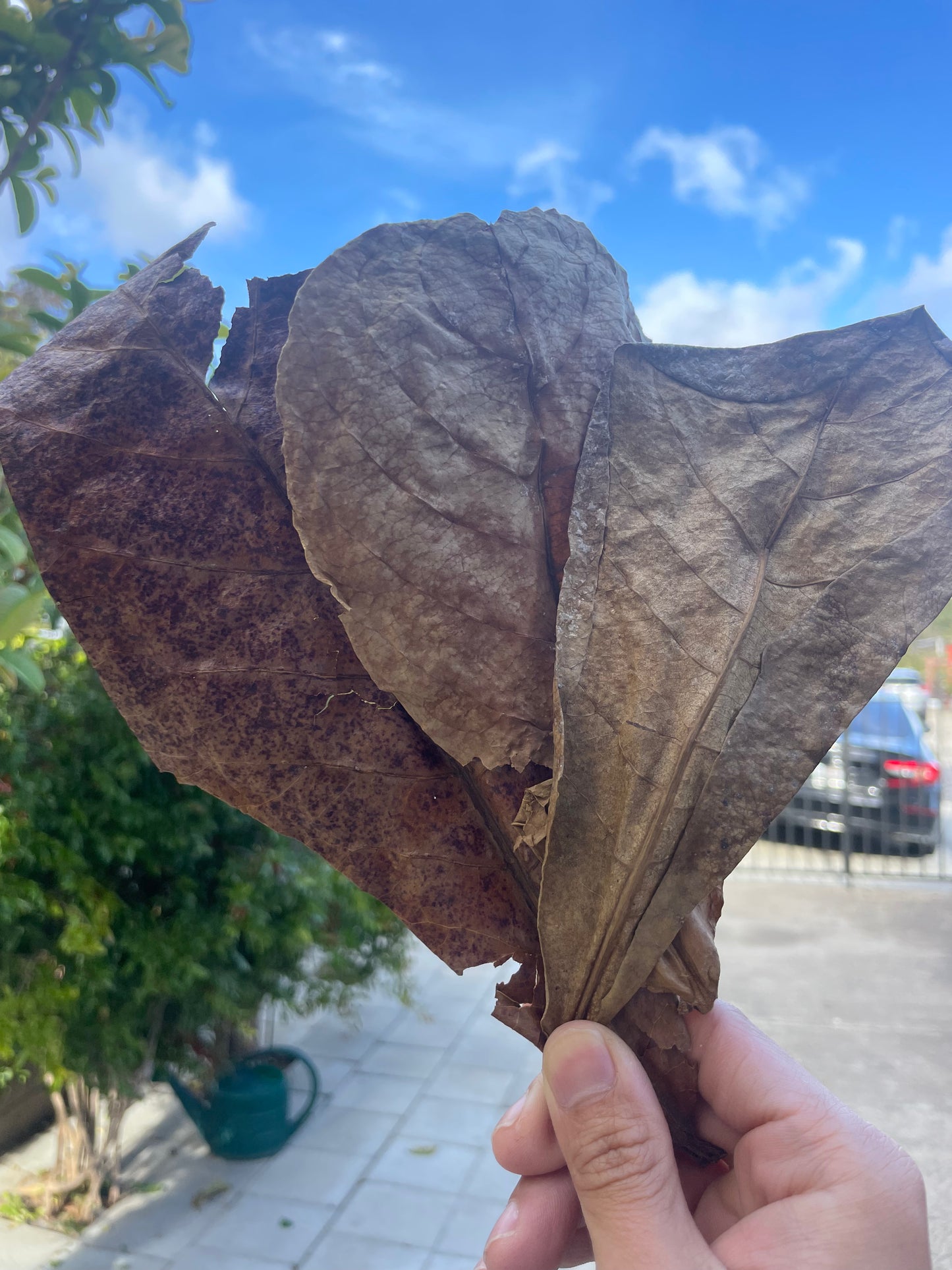 Betta Fish Indian Almond Leaves, Water Conditioner & Tank Treatment for Freshwater Aquarium (7-10 Inches)