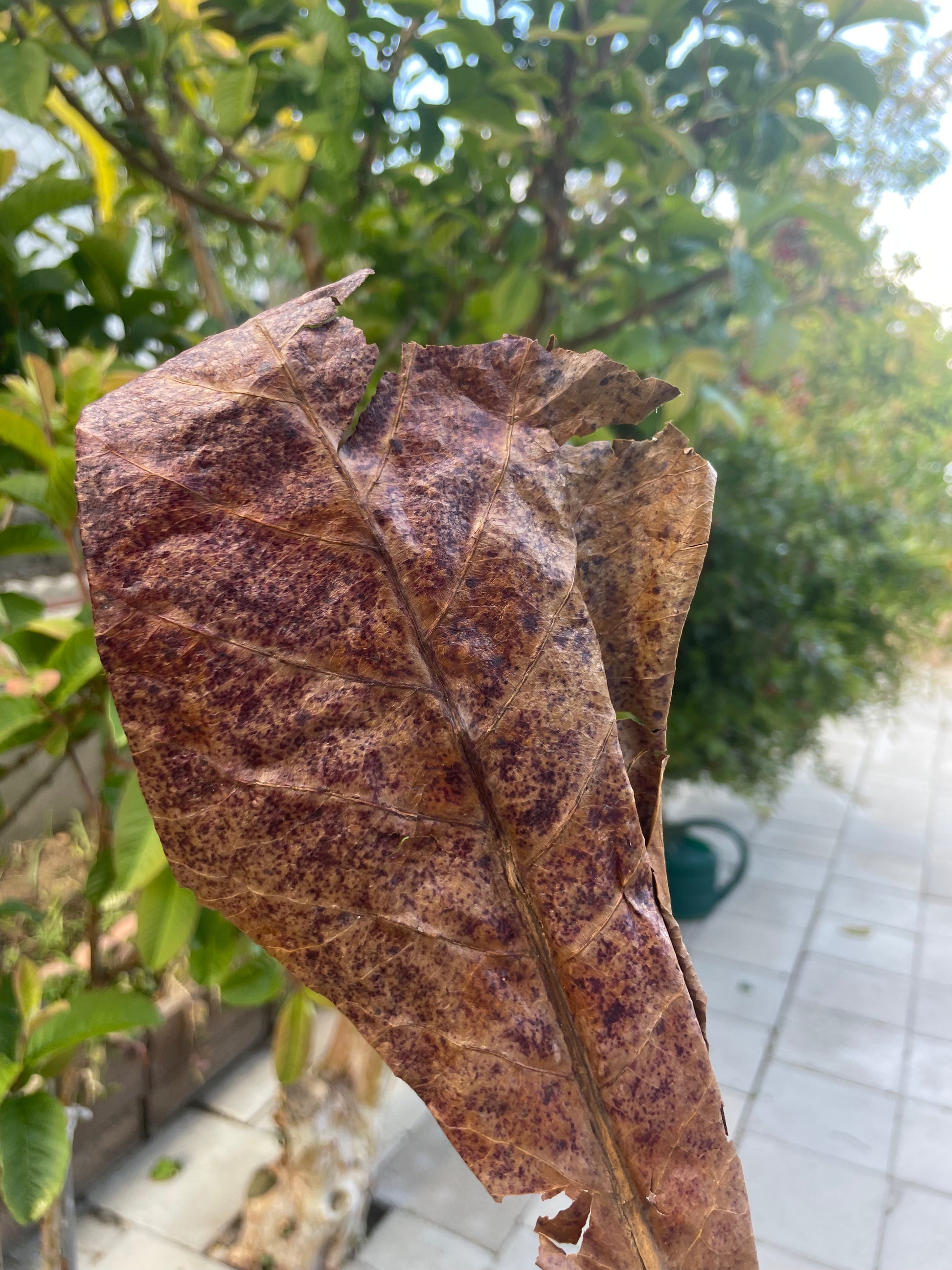 Betta Fish Indian Almond Leaves, Water Conditioner & Tank Treatment for Freshwater Aquarium (7-10 Inches)