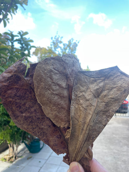 Betta Fish Indian Almond Leaves, Water Conditioner & Tank Treatment for Freshwater Aquarium (7-10 Inches)