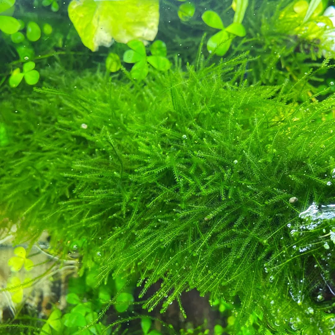 Java Moss